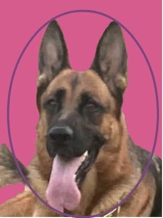 German Shepherd Dog Puppies media 2