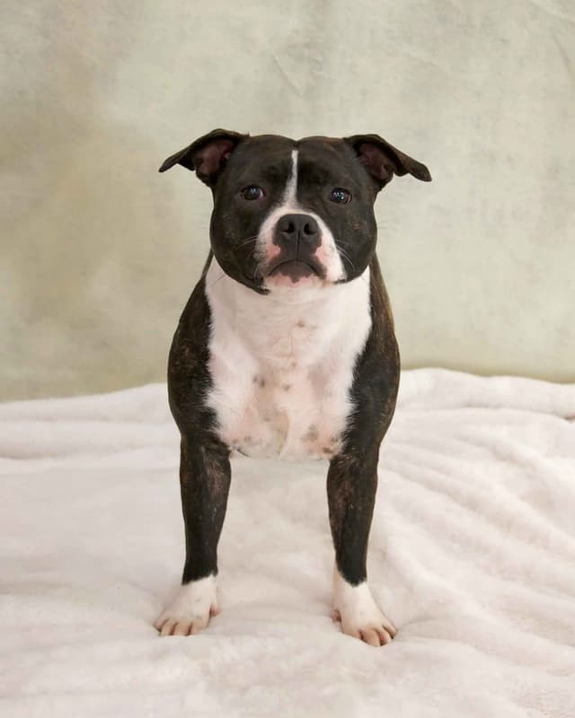 Staffordshire Bull Terrier Puppies media 9