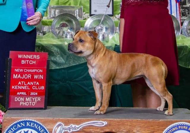Staffordshire Bull Terrier Puppies media 8