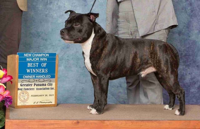 Staffordshire Bull Terrier Puppies media 7