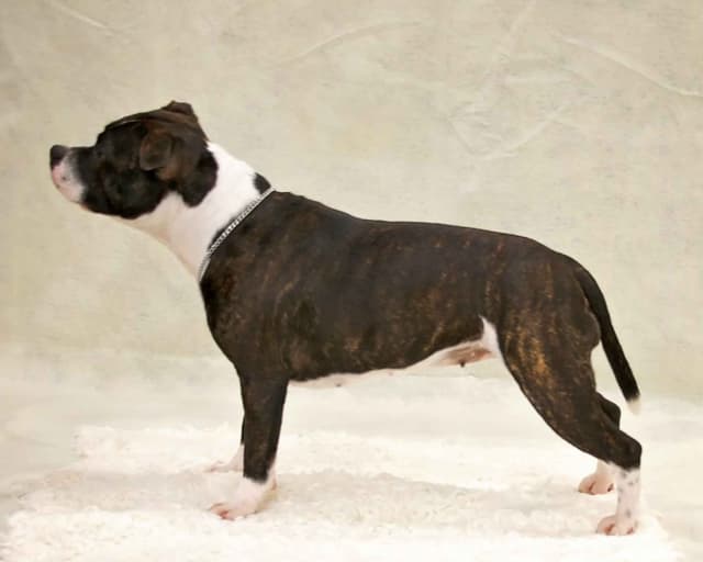 Staffordshire Bull Terrier Puppies media 10