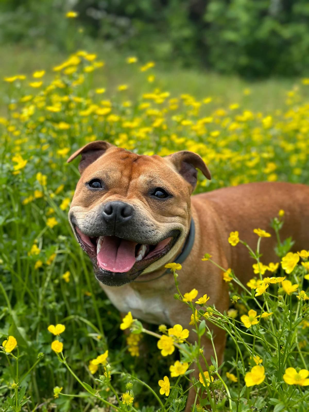 Staffordshire Bull Terrier Puppies breeder image 4
