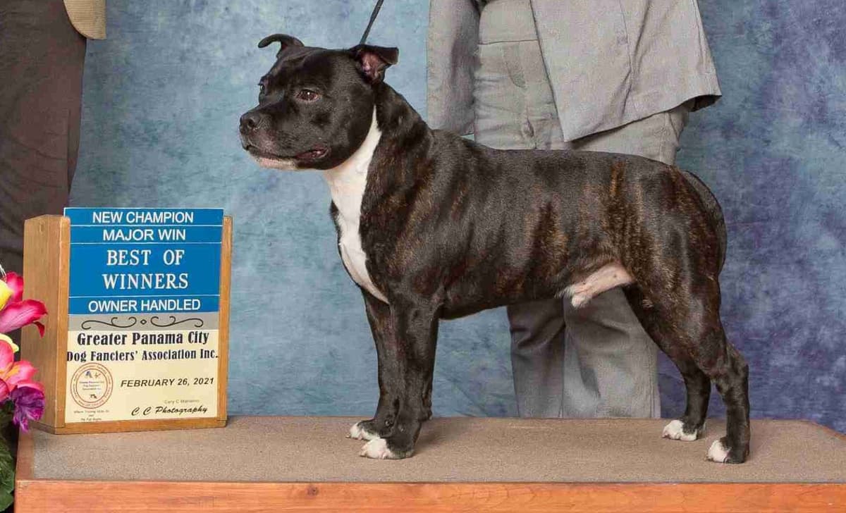 Staffordshire Bull Terrier Puppies breeder image 1