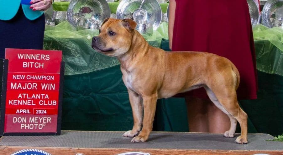 Staffordshire Bull Terrier Puppies breeder image 3
