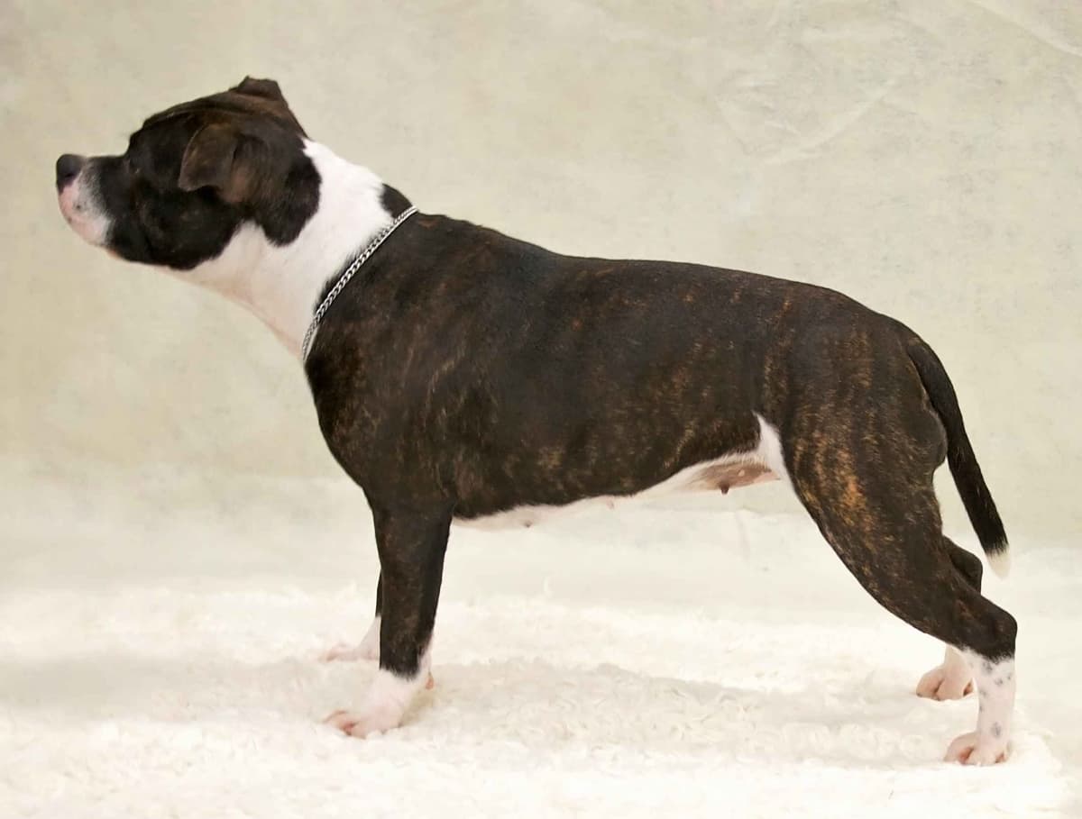 Staffordshire Bull Terrier Puppies breeder image 6