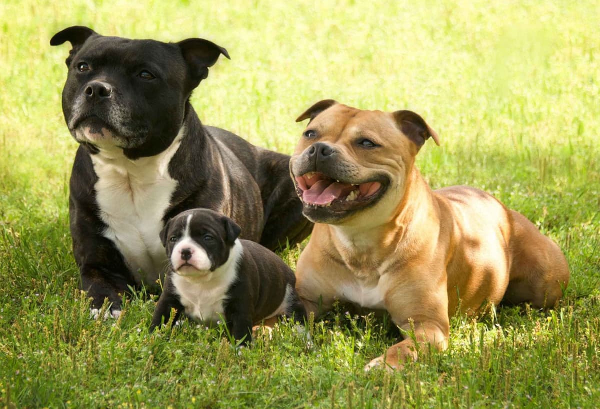 Staffordshire Bull Terrier Puppies breeder image 5