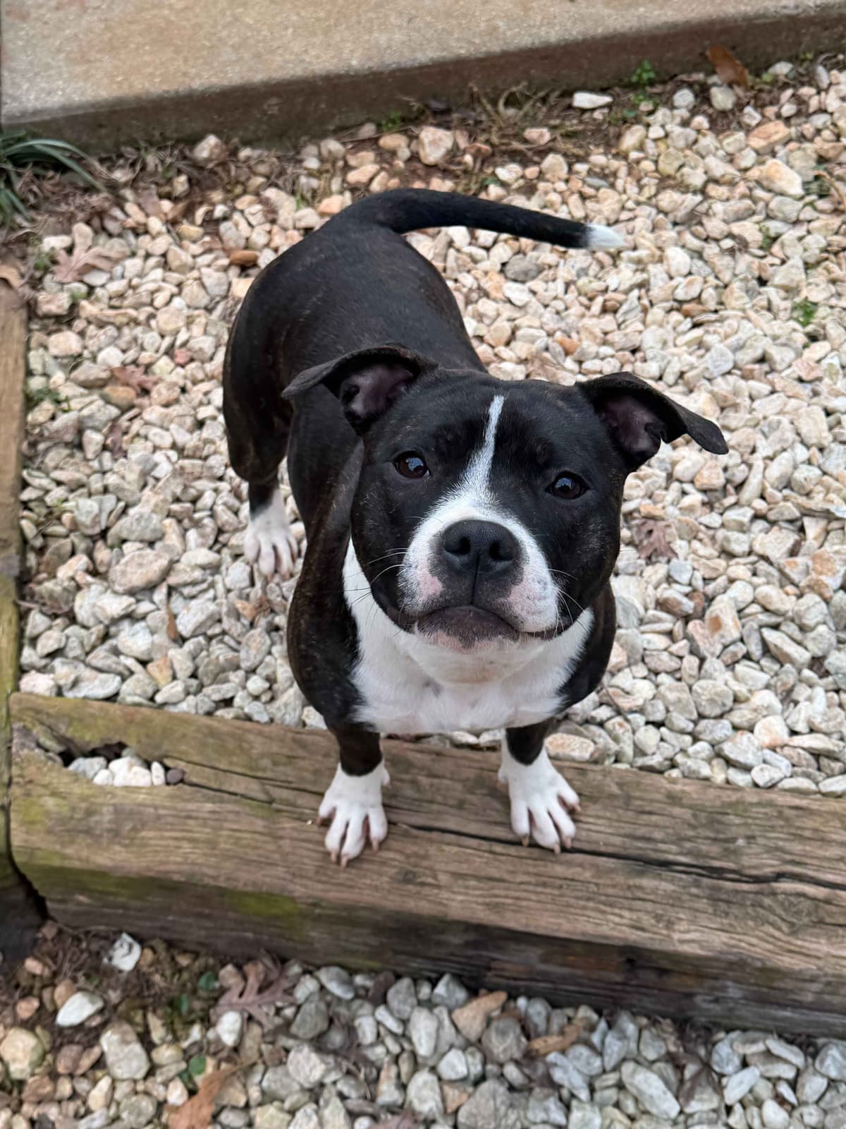 Staffordshire Bull Terrier Puppies breeder image 7