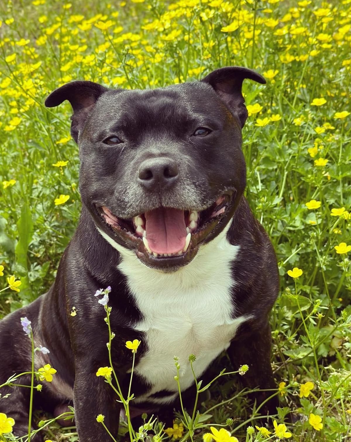 Staffordshire Bull Terrier Puppies breeder image 2