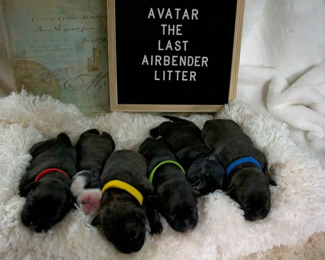 Staffordshire Bull Terrier Puppies media 6
