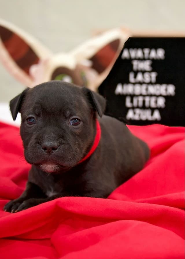 Staffordshire Bull Terrier Puppies media 4