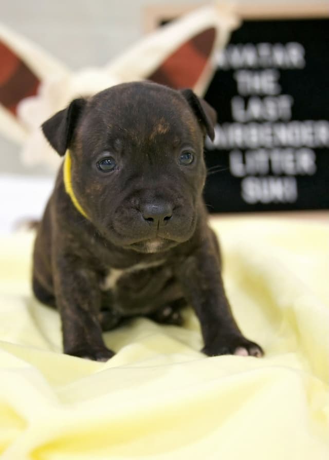 Staffordshire Bull Terrier Puppies media 5