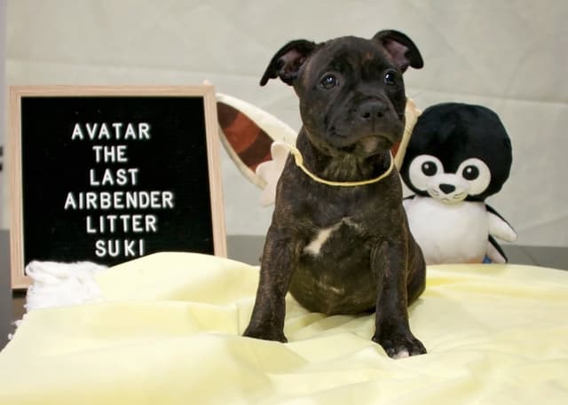 Staffordshire Bull Terrier Puppies media 3