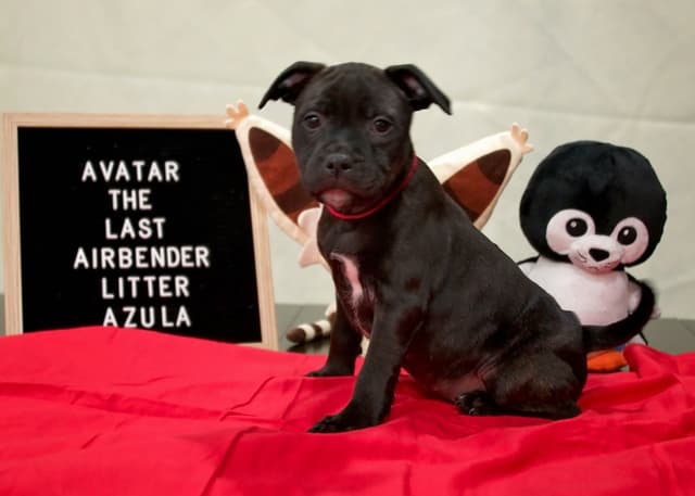 Staffordshire Bull Terrier Puppies media 2