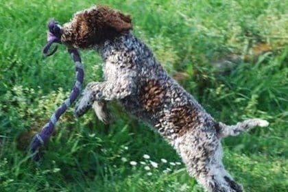Portuguese Water Dog Puppies breeder image 1