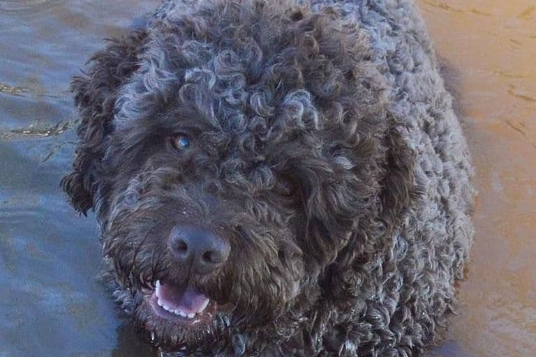 Portuguese Water Dog Puppies breeder image 2