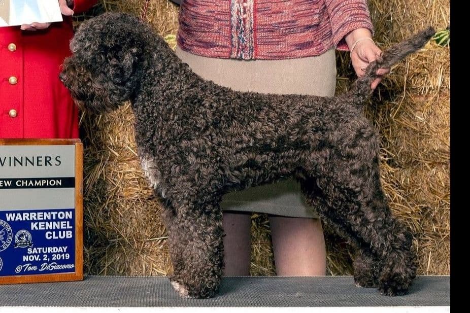Portuguese Water Dog Puppies breeder image 4