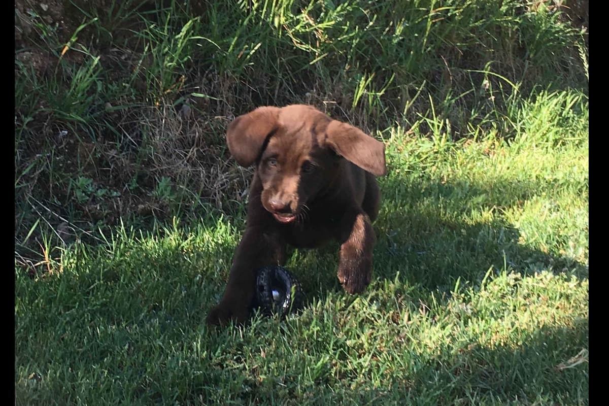 Labrador Retriever Puppies breeder image 1