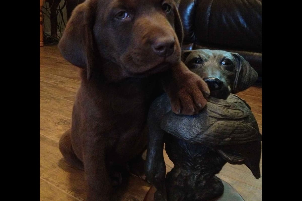 Labrador Retriever Puppies breeder image 3