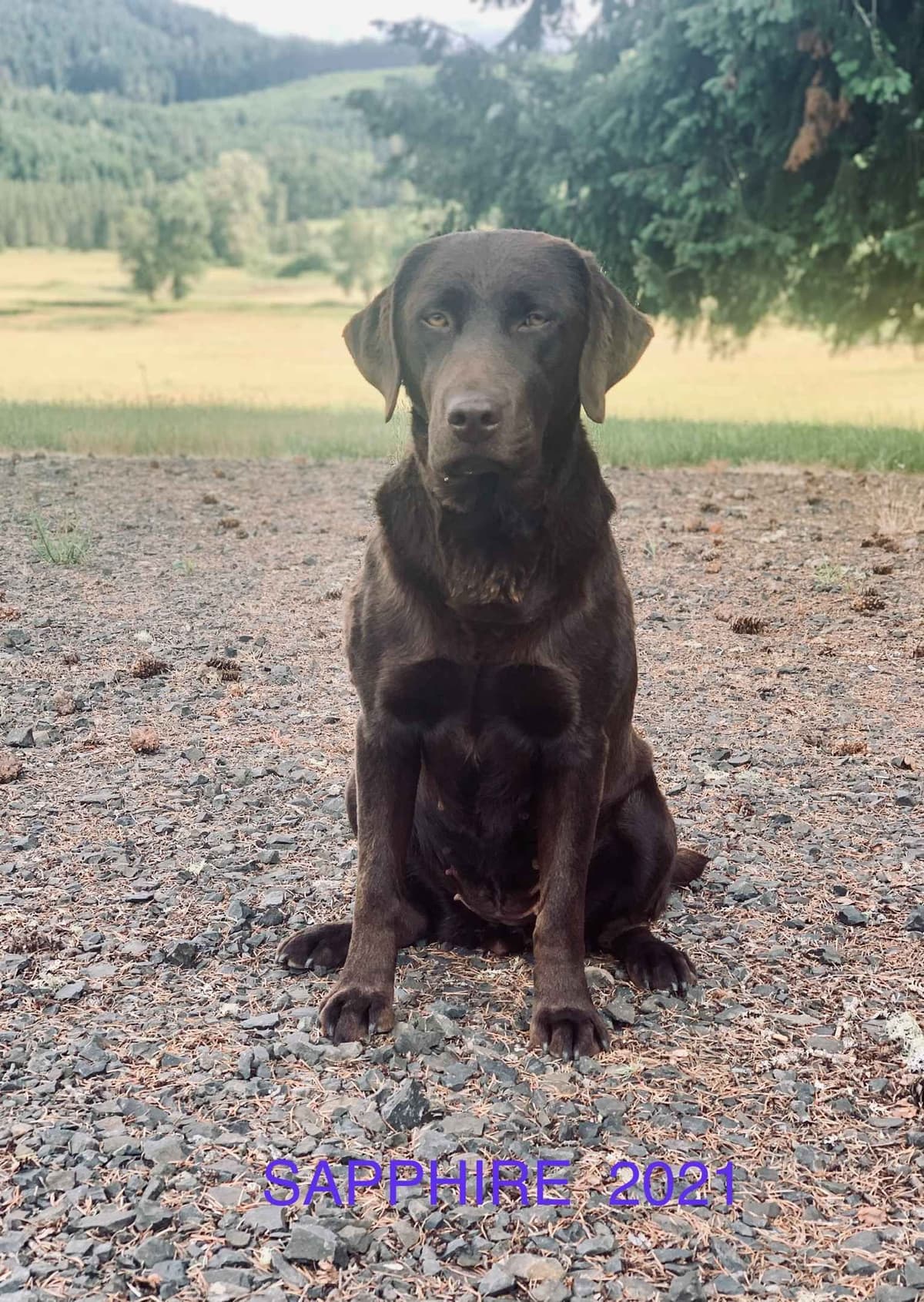 Labrador Retriever Puppies breeder image 4