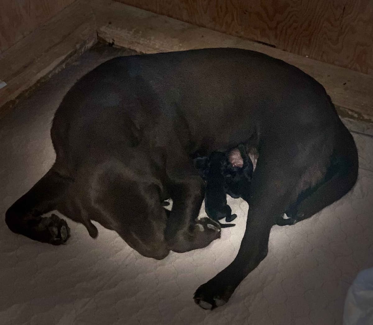 Labrador Retriever Puppies breeder image 5