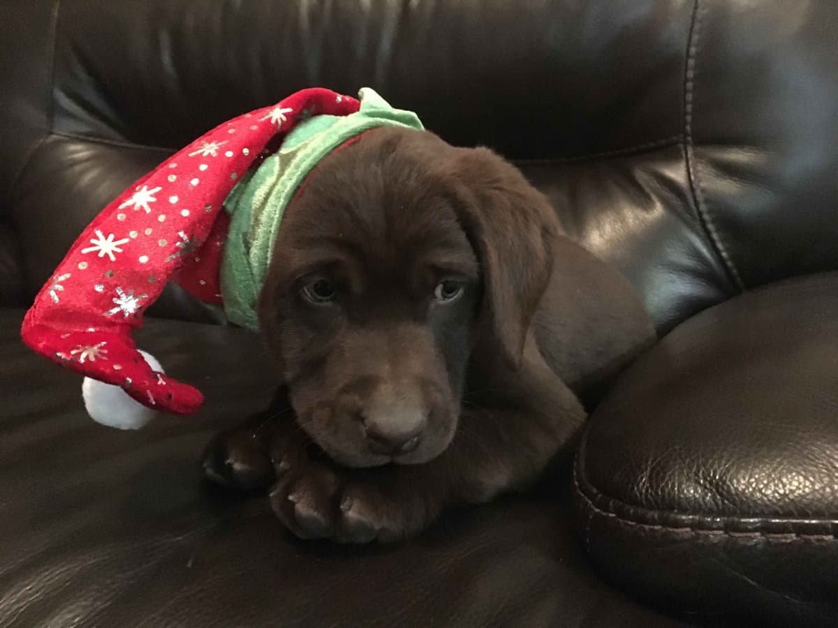 Labrador Retriever Puppies breeder image 9