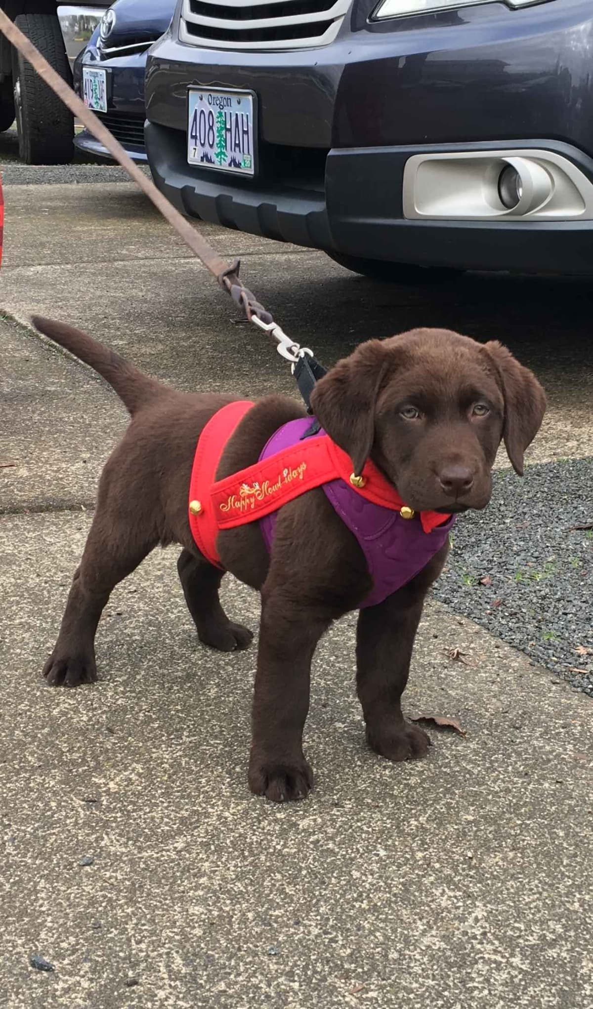 Labrador Retriever Puppies breeder image 10