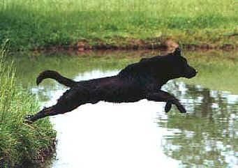 Labrador Retriever Puppies breeder image 12