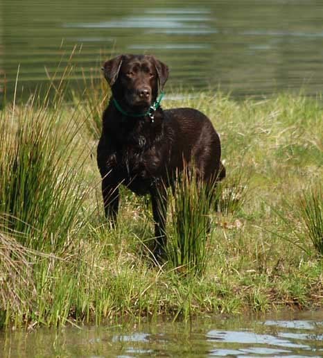 Labrador Retriever Puppies breeder image 13