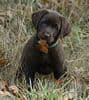 Labrador Retriever Puppies breeder image 14