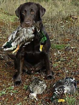 Labrador Retriever Puppies breeder image 15