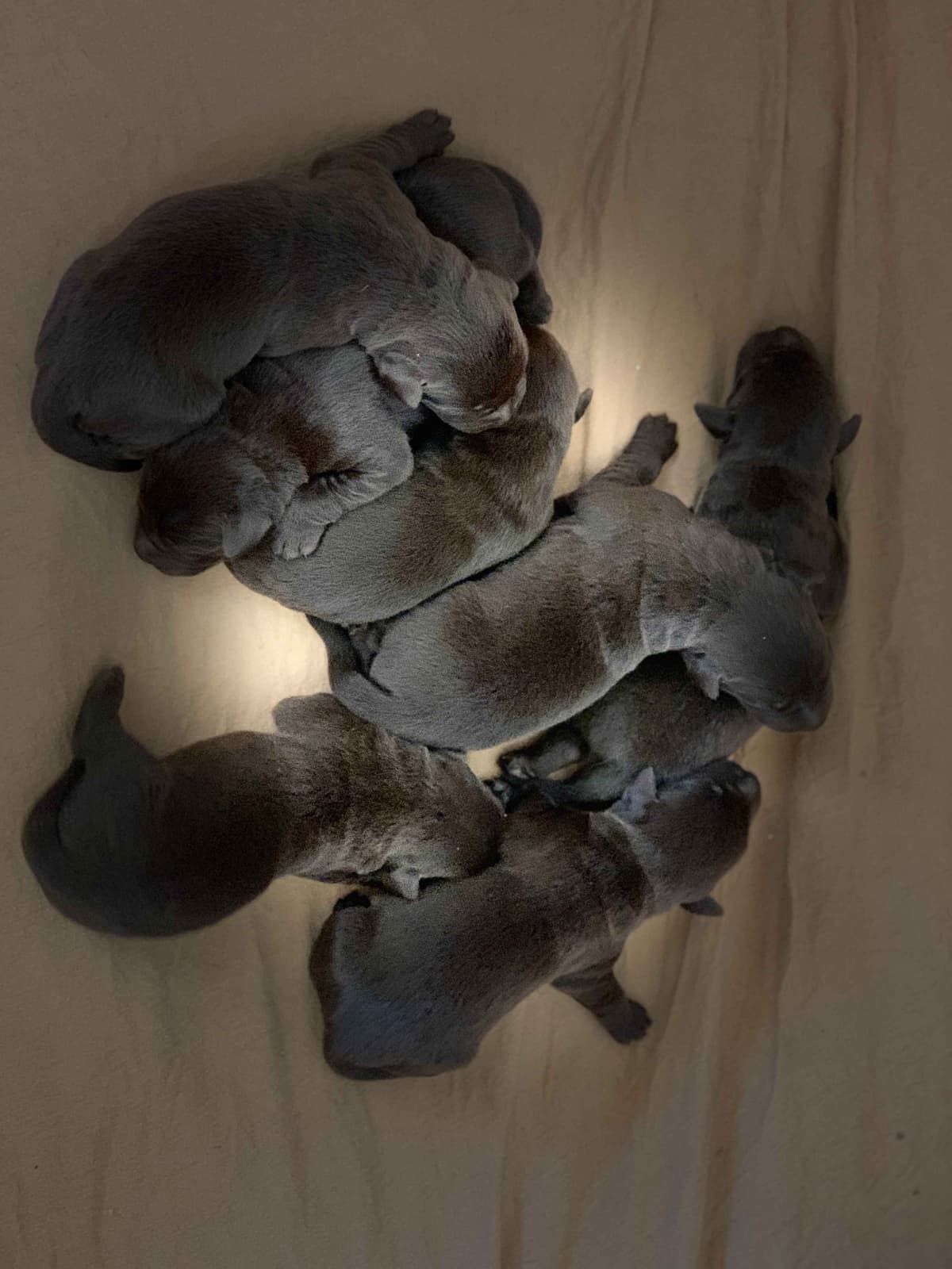 Labrador Retriever Puppies breeder image 16