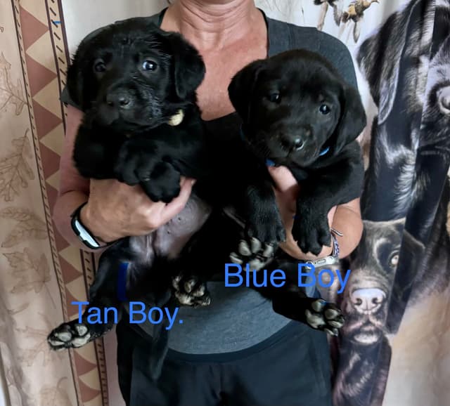 Labrador Retriever Puppies media 4