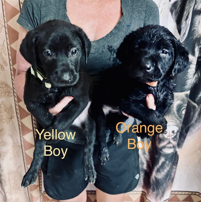Labrador Retriever Puppies media 5