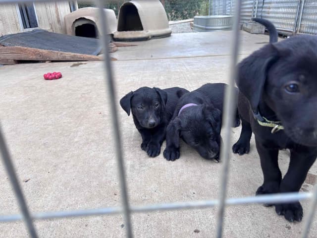 Labrador Retriever Puppies media 6