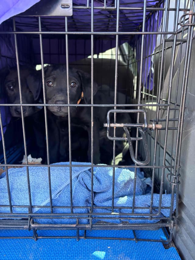 Labrador Retriever Puppies media 7