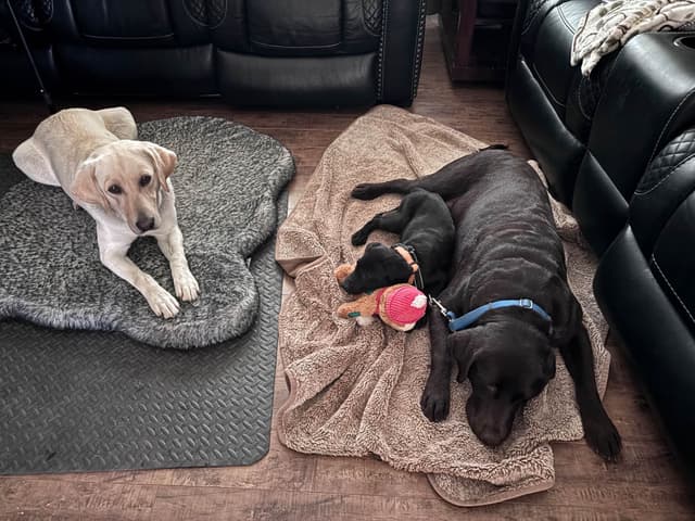 Labrador Retriever Puppies media 8