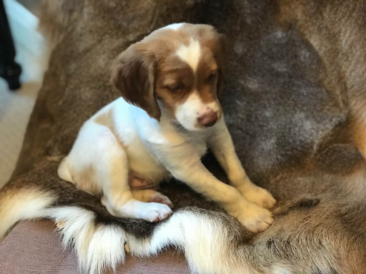 Brittany Puppies breeder image 1