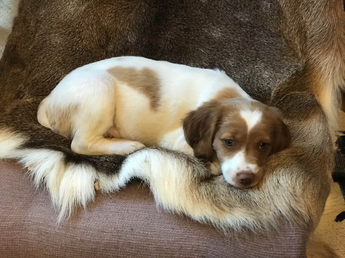 Brittany Puppies breeder image 6