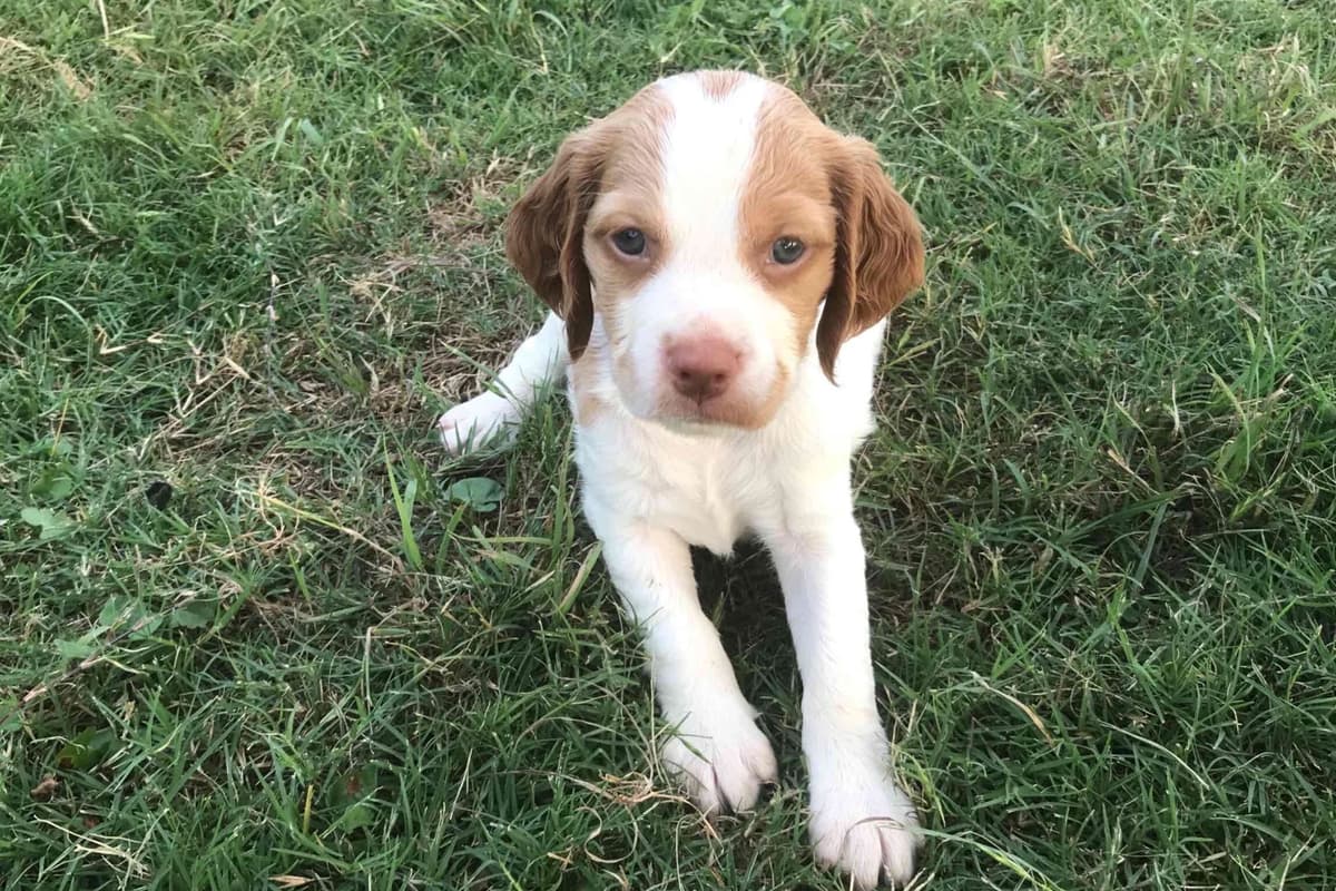 Brittany Puppies breeder image 8