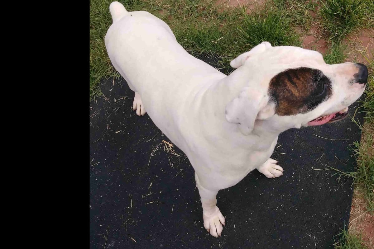 Boxer Puppies breeder image 1