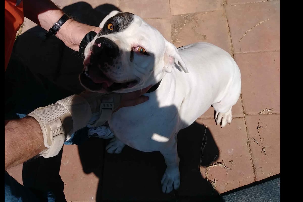 Boxer Puppies breeder image 3