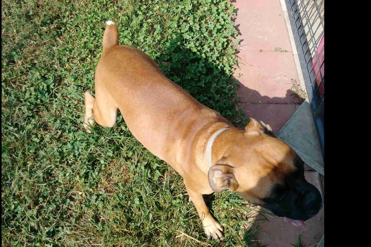 Boxer Puppies breeder image 5