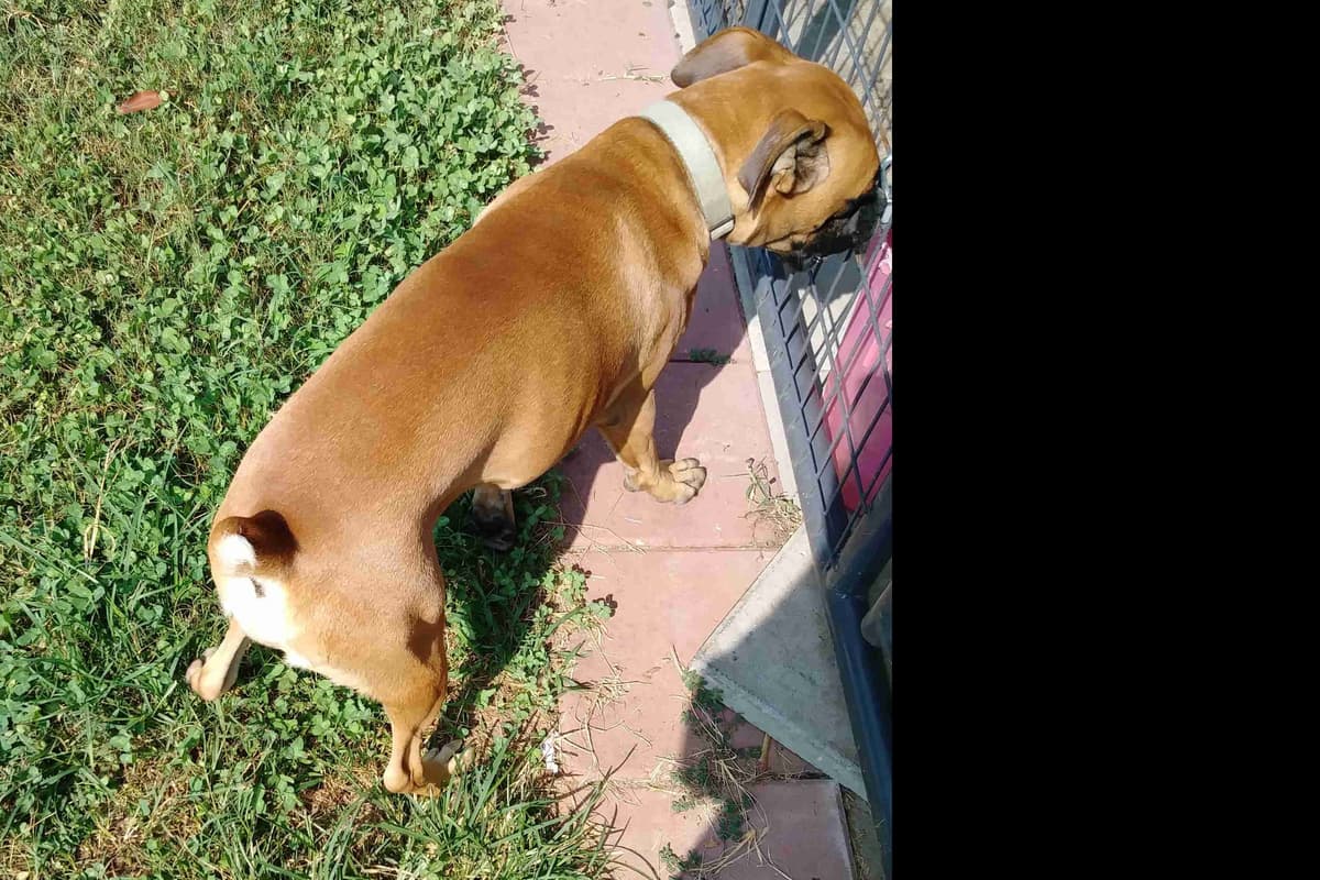 Boxer Puppies breeder image 6