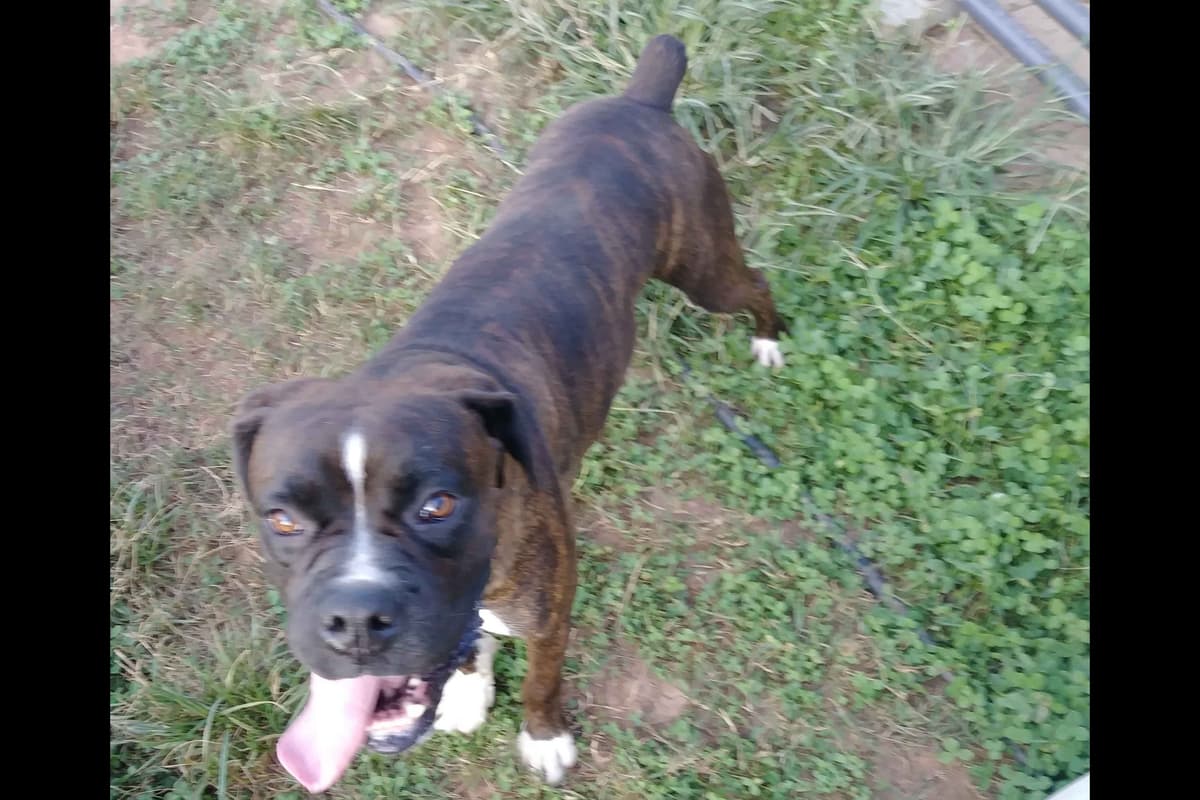 Boxer Puppies breeder image 7