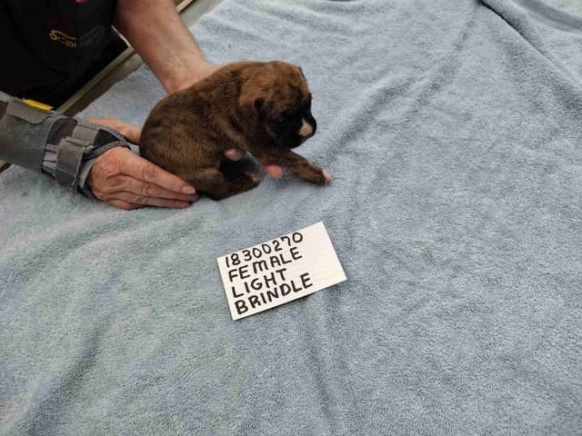 Boxer Puppies media 2