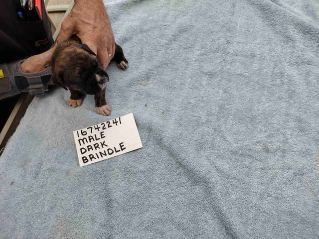 Boxer Puppies media 3