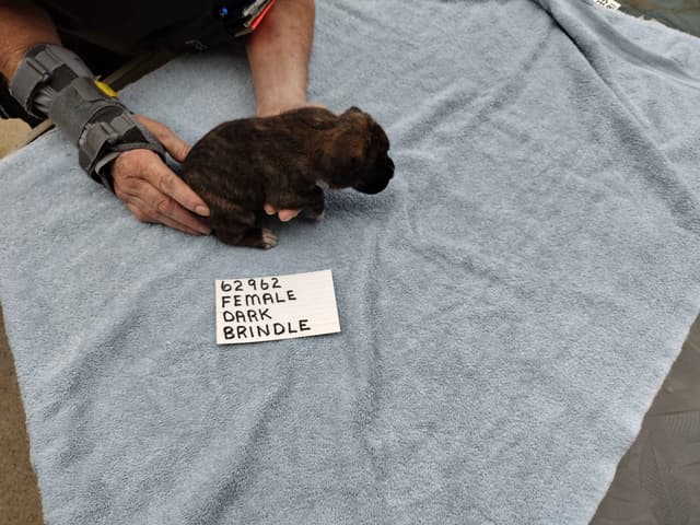 Boxer Puppies media 6