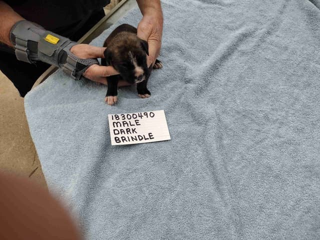Boxer Puppies media 7