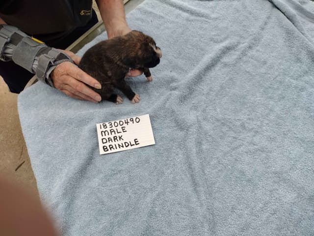 Boxer Puppies media 8