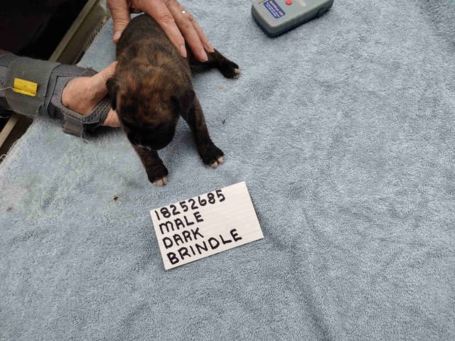 Boxer Puppies media 9